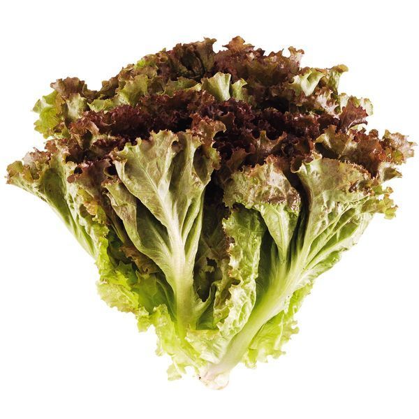 Alface roxa